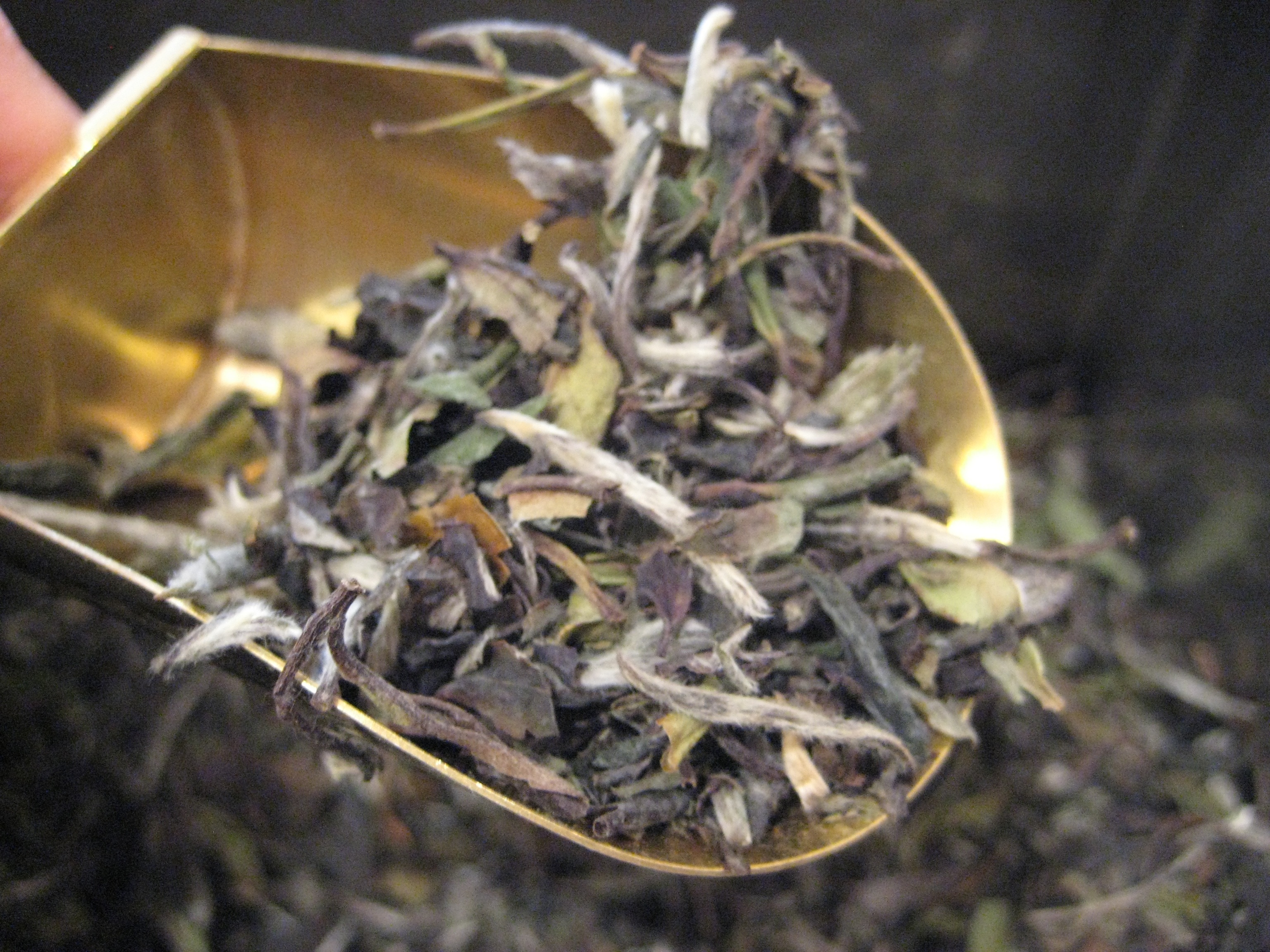 White Tea Interesting Thing of the Day