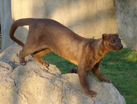 A fossa