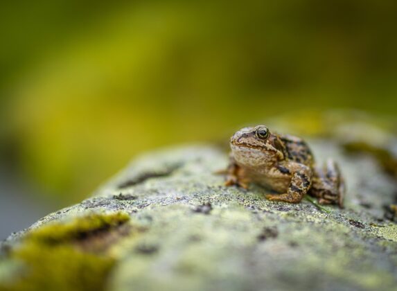 A wood frog