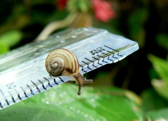 A snail on a ruler