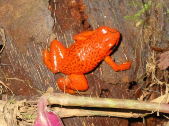 A poison dart frog