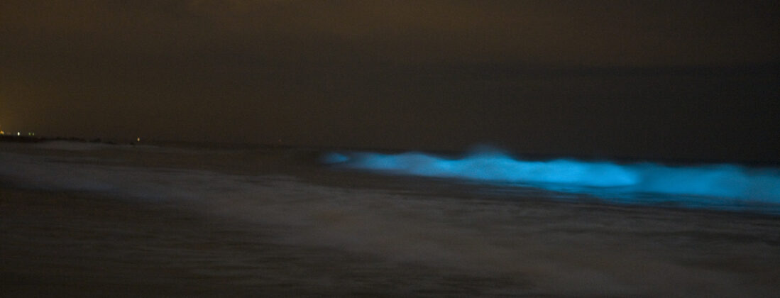 The bluish glow of a "red tide" at night