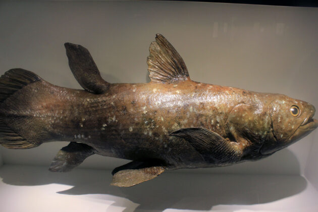 Model of a coelacanth