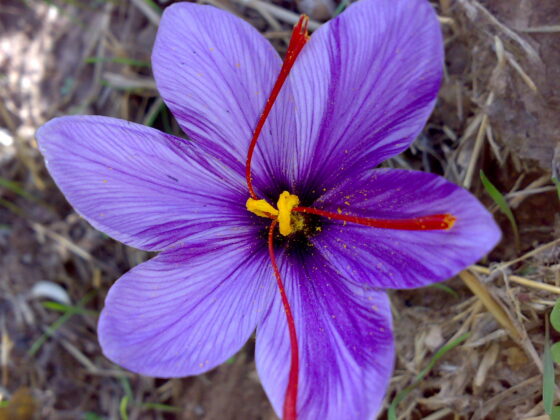 A saffron flower