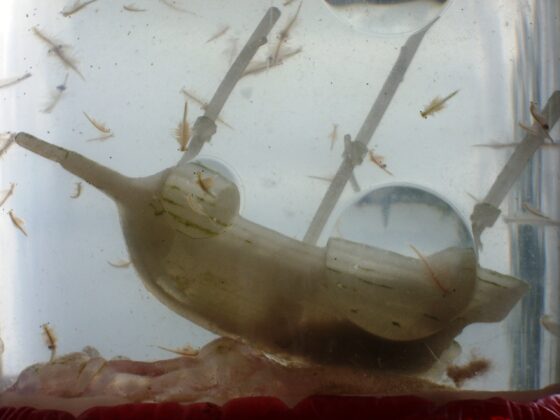 Sea Monkeys in an aquarium