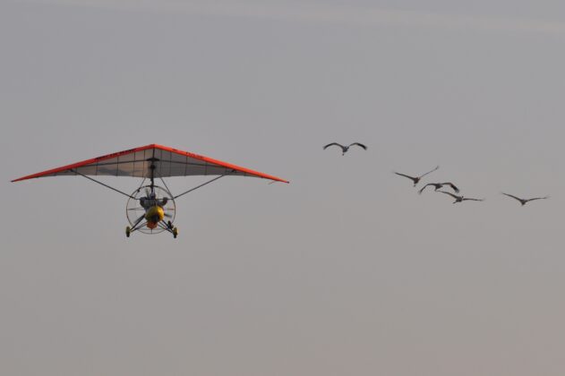 Whooping cranes following an ultralight airplane