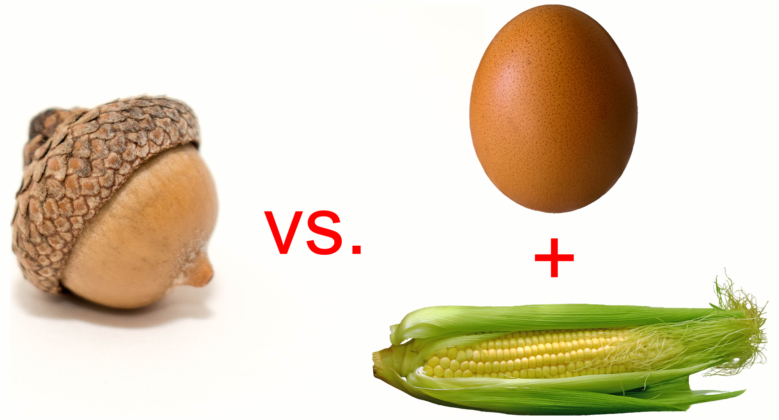 Acorn vs. egg + corn