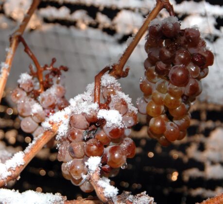 Icewine grapes