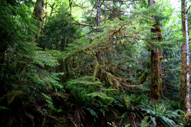 Temperate Rain Forests A temperate rain forest in British Columbia, Canada