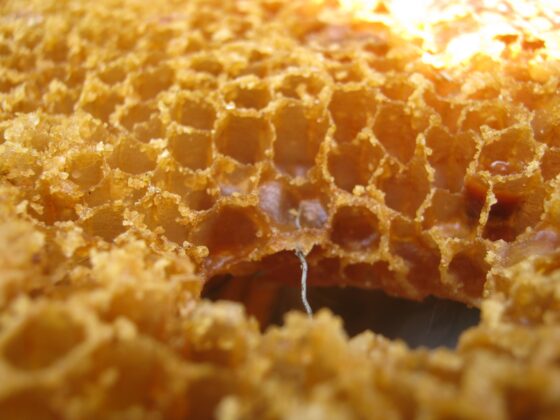 Honey as Medicine A honeycomb