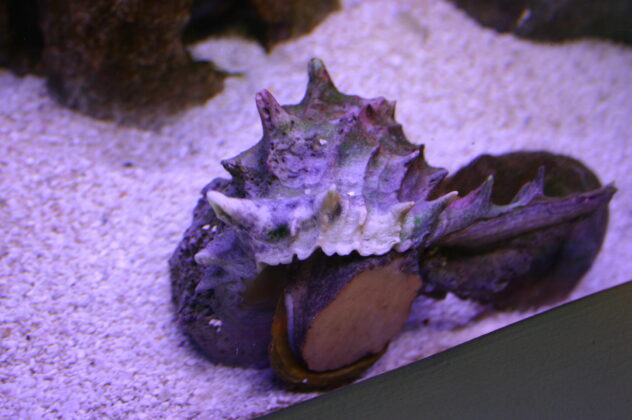 The Color Purple A Giant Eastern Murex