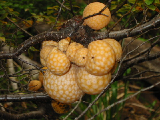 Pan del Indio Pan del Indio