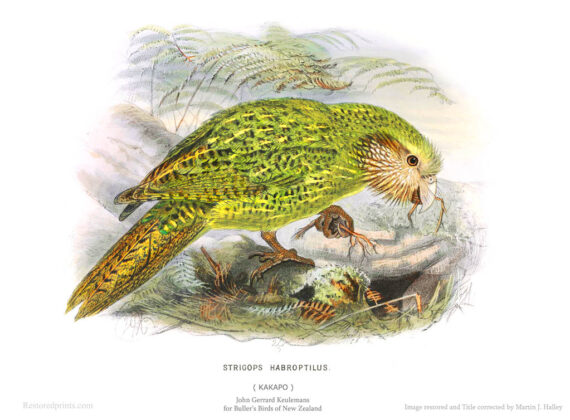 The Kakapo Parrot Illustration of a Kakapo