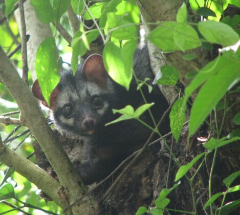 An Asian palm civet
