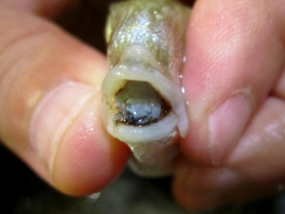 The Tongue-Eating Louse Cymothoa exigua