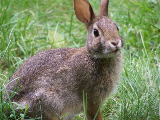 This is just a rabbit. It isn't even from Wales.