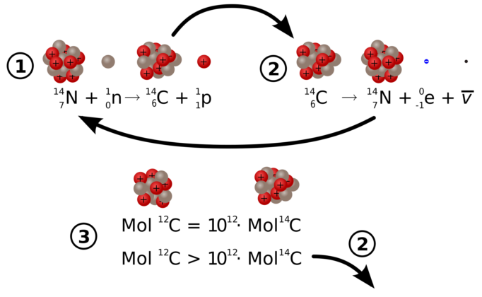 Carbon 14 formation and decay
