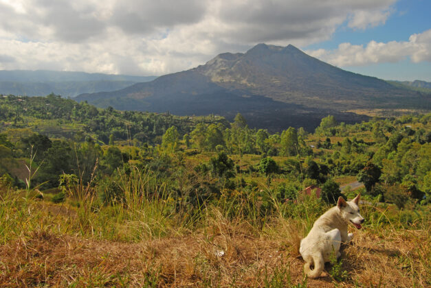 A dog in front of Mount Batur Volcano in Bali