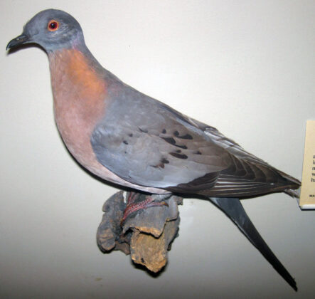 A passenger pigeon