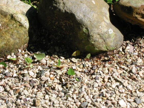 Leaf Cutter Ants Leaf cutter ants