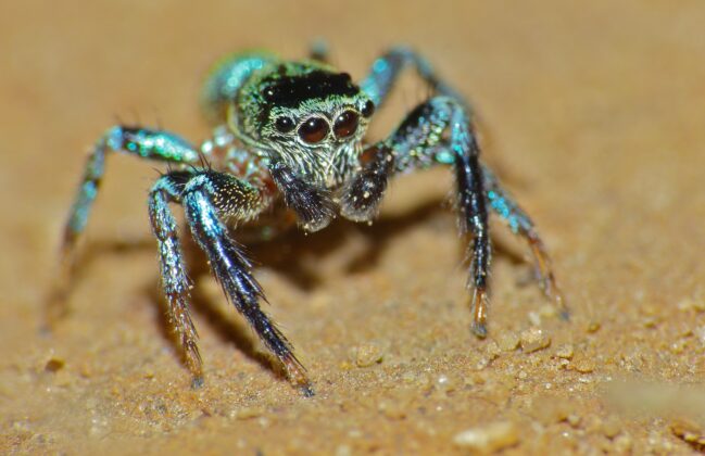 Jumping Spiders A jumping spider
