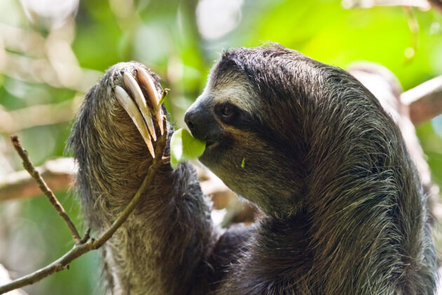 A three-toed sloth
