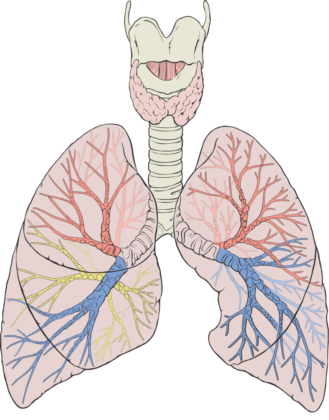 Breathing Liquid Lungs diagram