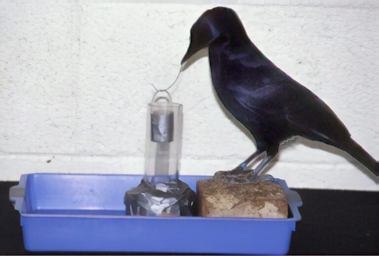 Betty, a New Caledonian crow