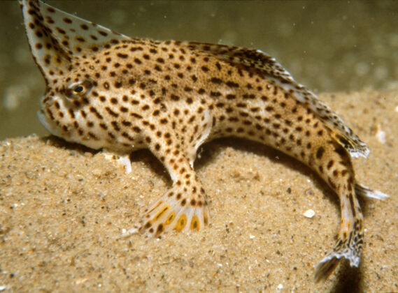 Spotted Handfish A spotted handfish