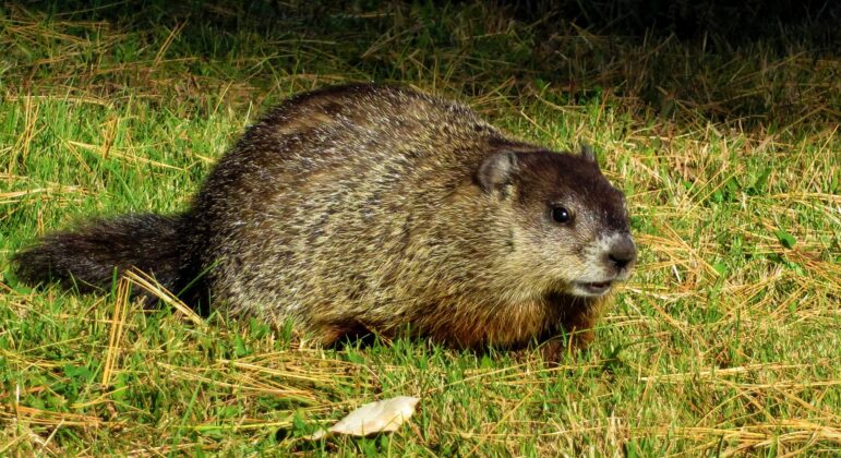 Folk Etymology A woodchuck