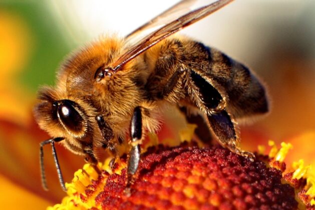 Bee Venom Therapy A bee on a flower