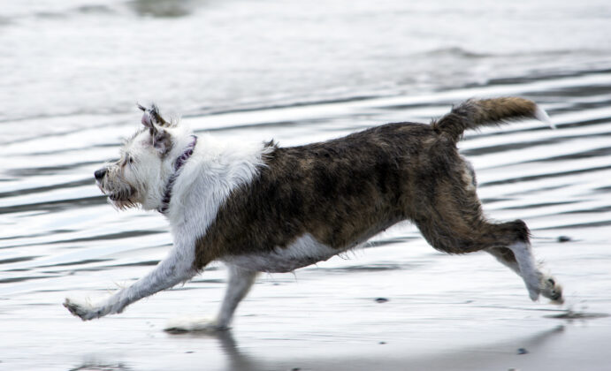 A playful dog on a beach