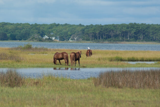 Wild ponies on Assateague Island