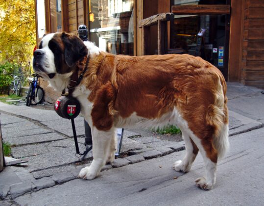 A St. Bernard dog