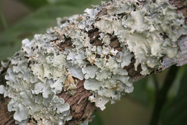 Lichens on a tree branch
